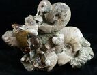Beautiful Polished Ammonite Cluster - / Wide #12104-1